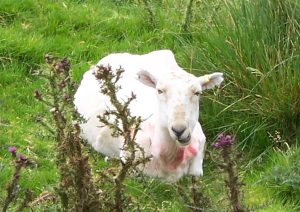 Wichtiger Unterschied: Schafe blöken, ich blogge – was sich bildlich leider nicht so schön darstellen lässt. Foto: Roland Grimm